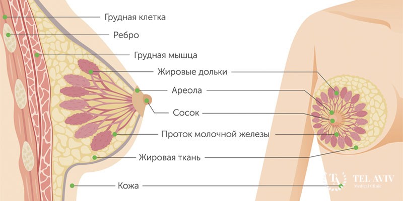 Рак с признаками эндокринного новообразования (первичная карциноидная опухоль, апудома) молочной железы: информация