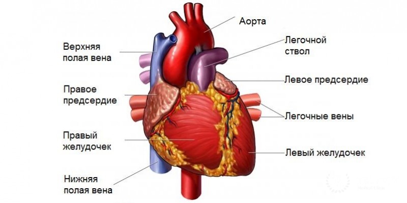 Рабдомиома сердца: общая информация